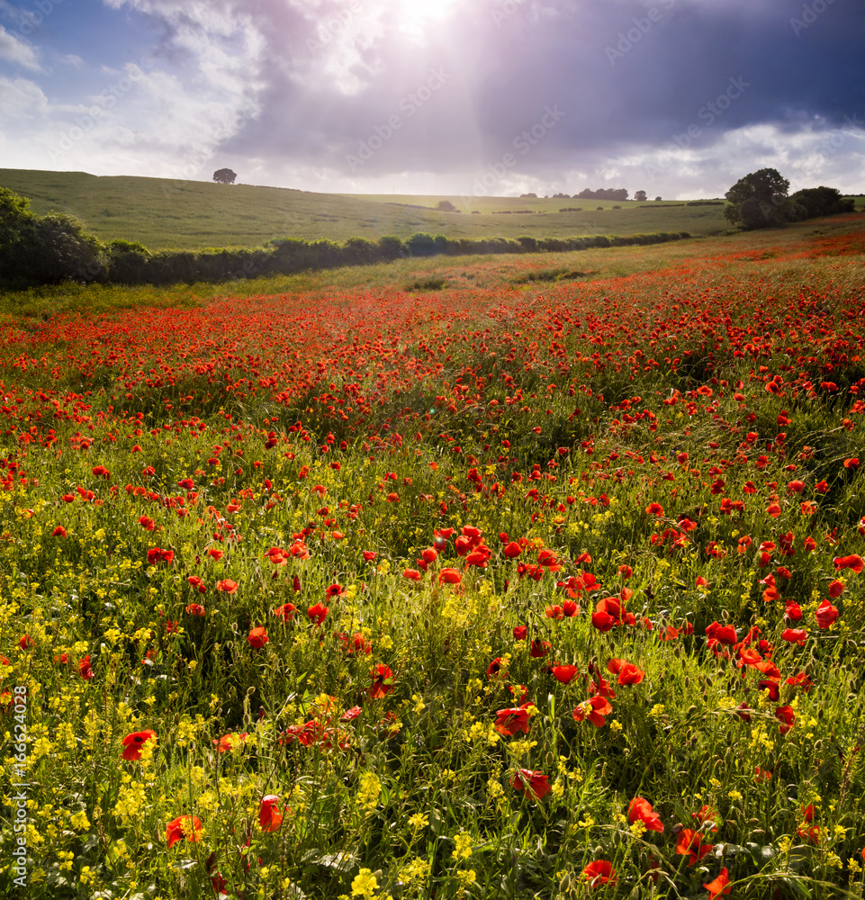 Poppies Field at Sunset in Dorset