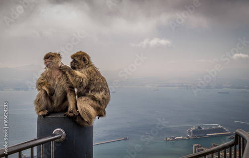 barbary apes view from Rock of Gibraltar © Donna White