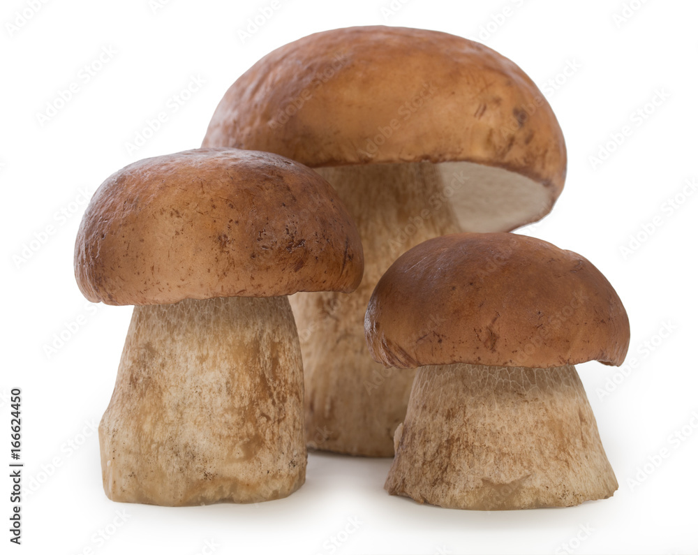 Three boletus edulis mushroom isolated on white background, close up. Three boletus edulis mushroom isolated on white background, close up.