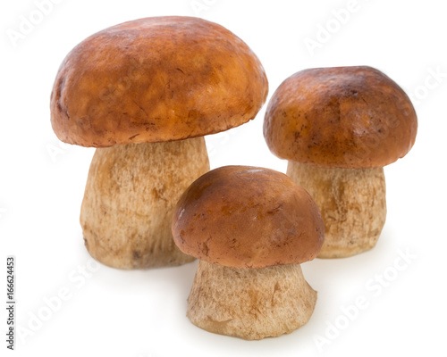 Three boletus edulis mushroom isolated on white background, close up.