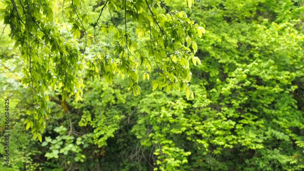 Wind blowing vibrant leaves. Branches of trees are heard in the wind. Wind blowing vibrant leaves. Branches of trees are heard in the wind.