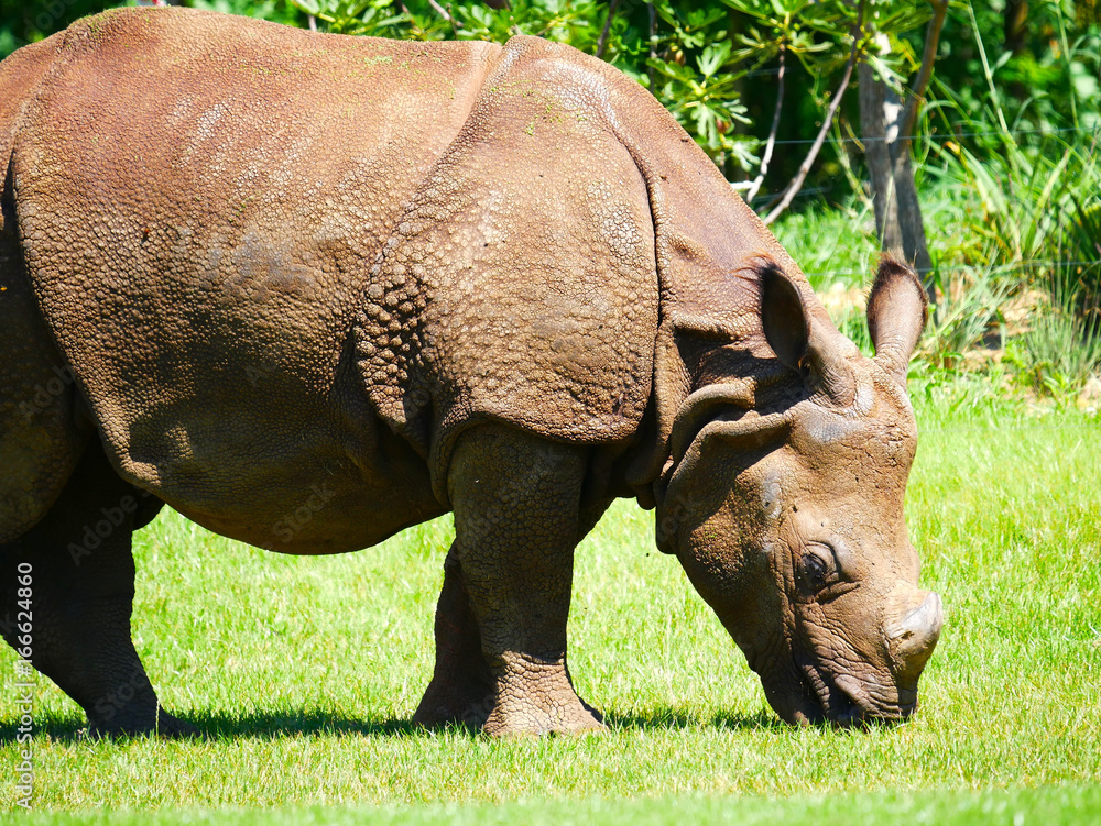 Obraz premium Rhinocéros