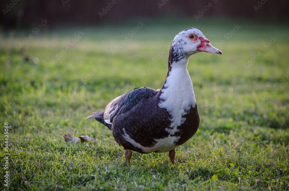 Duck in the Park Duck in the Park