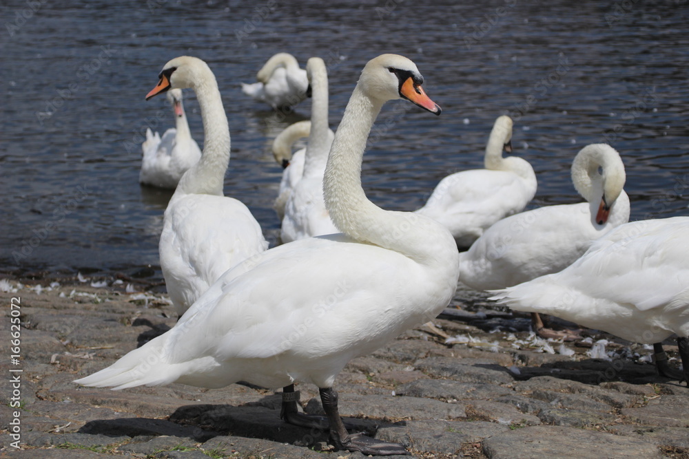 Obraz premium Weißer Schwan