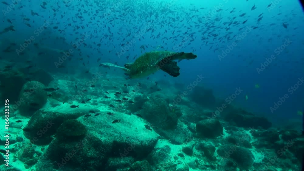 Underwater POV, turtle swims through school of fish Underwater POV, turtle swims through school of fish