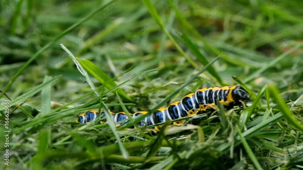 Lettuce shark moth caterpillar moving rapidly through a meadow fresh green grass Lettuce shark moth caterpillar moving rapidly through a meadow fresh green grass