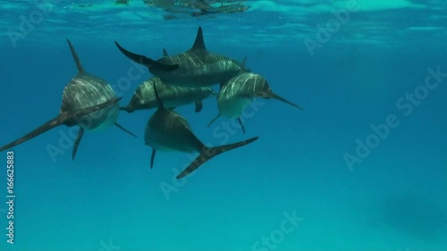 Spinner Dolphins swim in a pod