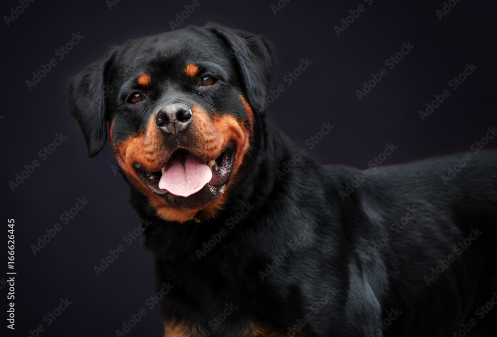 Portrait of a nice Rottweiler breed dog