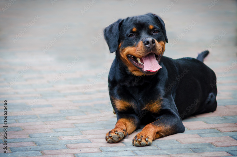 Obraz premium Cute rottweiler dog