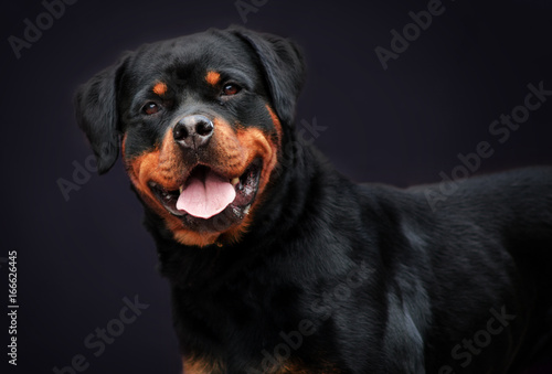 Portrait of a nice Rottweiler breed dog