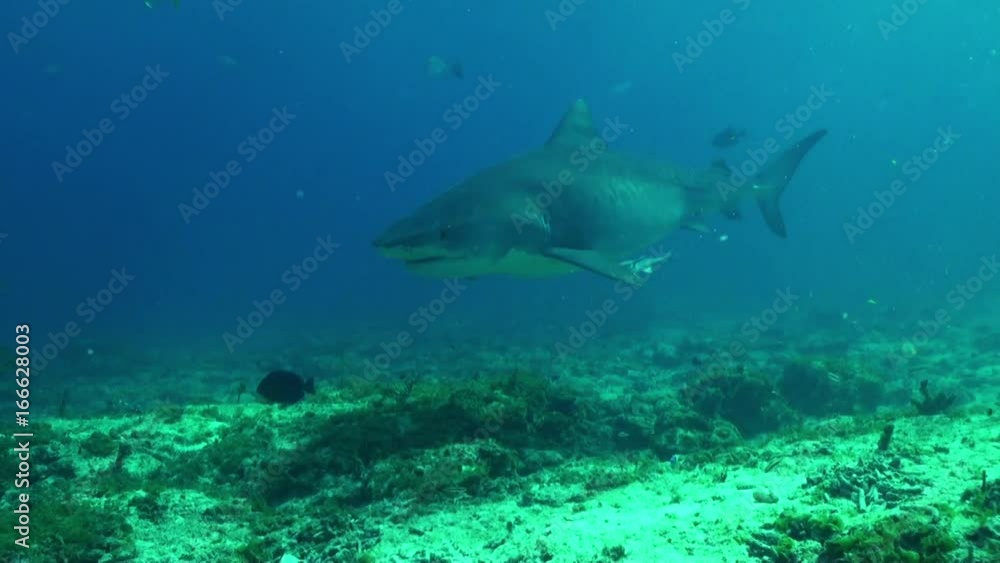 Tiger shark swims in Bahamas, POV Tiger shark swims in Bahamas, POV