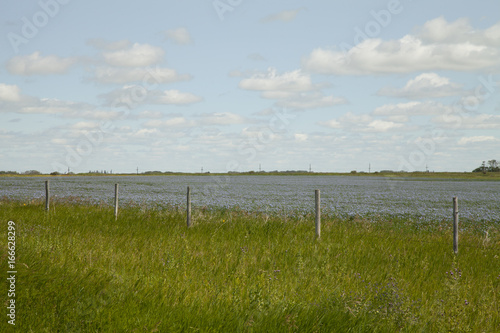Flax field in the canadian prairies of Saskatchewan in Canada. Sandpiper resting on the post.
