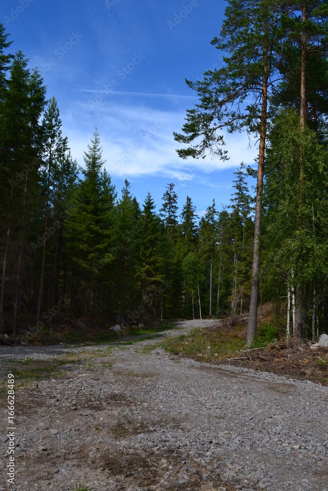 Roads in forest in Sweden Roads in forest in Sweden