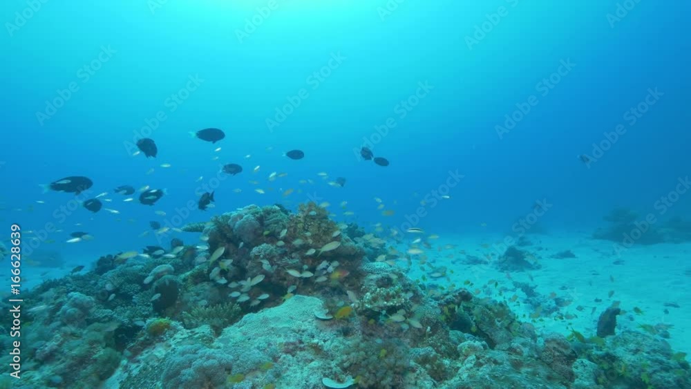 POV, school of minnows circle reef POV, school of minnows circle reef