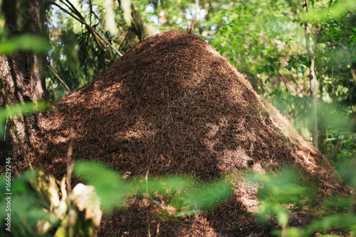 A large anthill in the forest