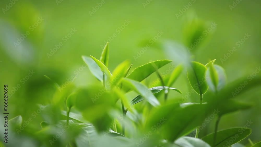 Fresh tea leaves in morning on tea plantation field Fresh tea leaves in morning on tea plantation field