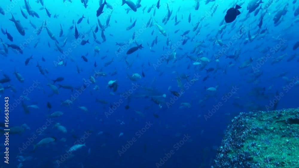 Hammerhead shark swims below school of fish, POV Hammerhead shark swims below school of fish, POV