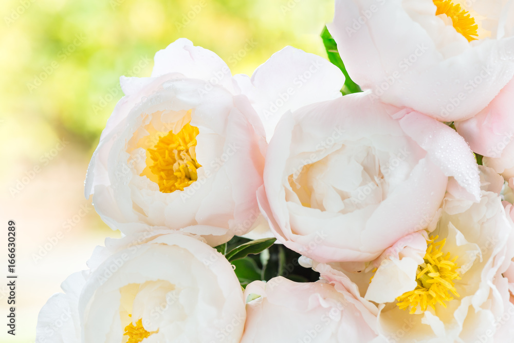 Obraz premium Beautiful bouquet of white Chinese peonies