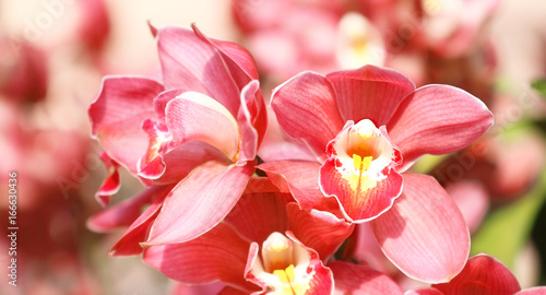 Beautiful  red  orchid in the park public © peekeedee