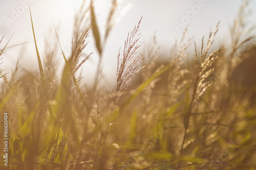 Some grass with natural light flare.