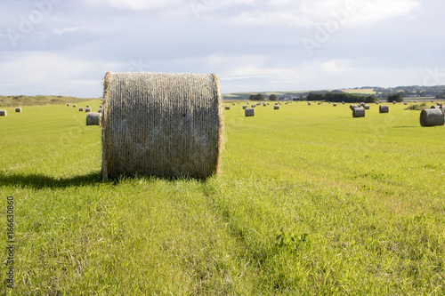 Bales of Hay in Grassy Field