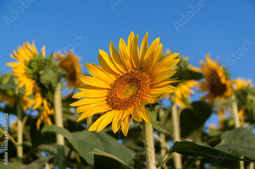 Sunflower on blue sky background