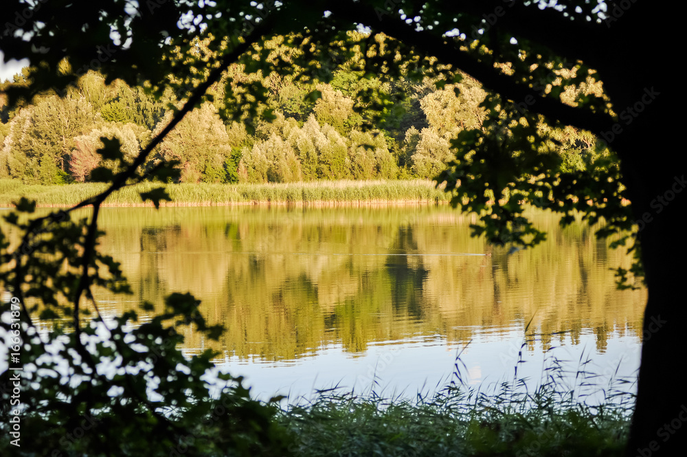 Fototapeta premium Wild pond
