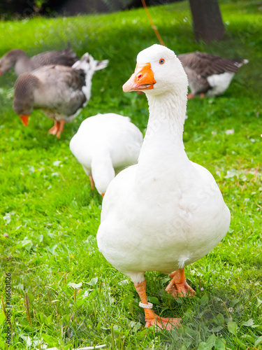 White domestic goose walks in the grass. Farm animal.