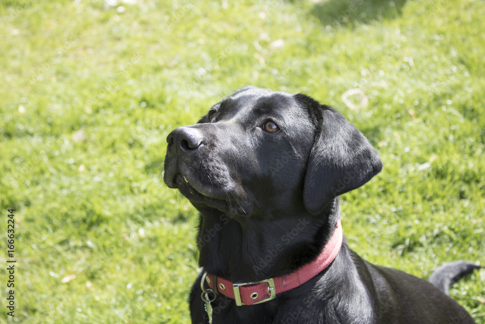 Black Labrador in front of Grassy Background