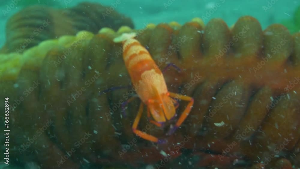 Macro close up, Pistol Shrimp underwater Bali POV Macro close up, Pistol Shrimp underwater Bali POV