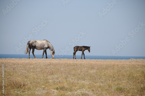 Horses on the field near the sea © alipko