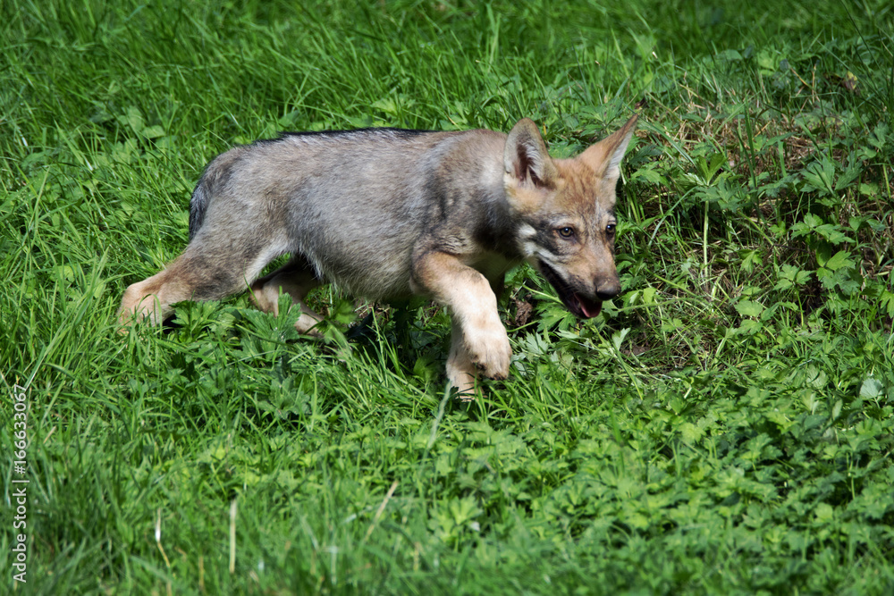 Fototapeta premium Junger Grauwolf 