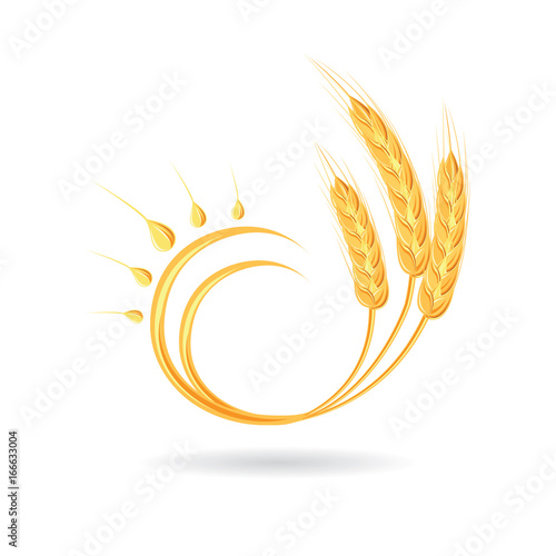 Wheat spikelet. Agricultural wheat, symbol, isolated on white background.