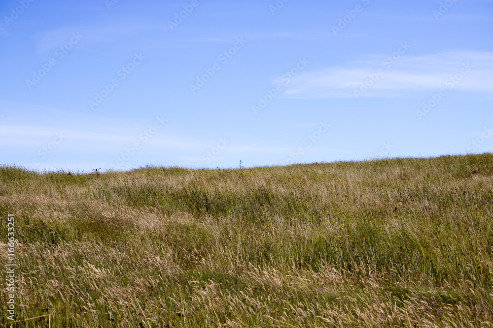 Fototapeta premium Grassy Hill in front of Blue Sky and Clouds
