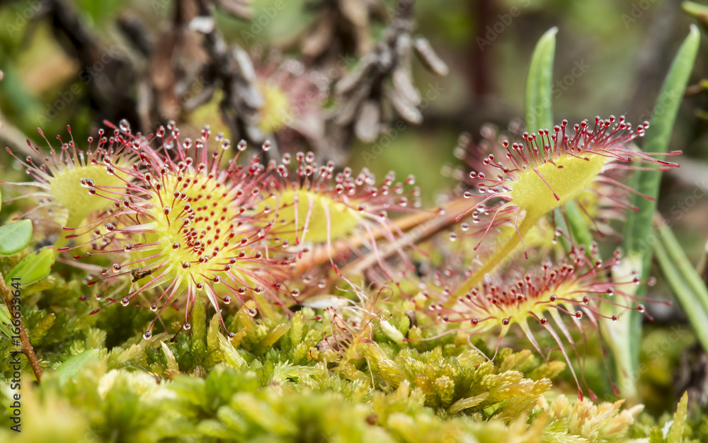 Beautiful round-leaved sundew (Drosera rotundifolia) is a carnivorous plant on a marsh on a summer day.