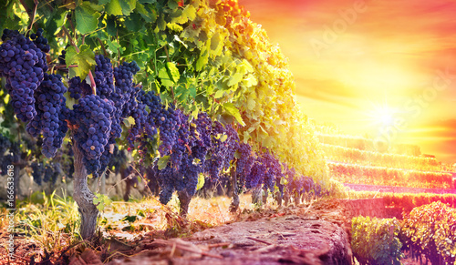 Ripe Grapes In Vineyard At Sunset - Harvest

