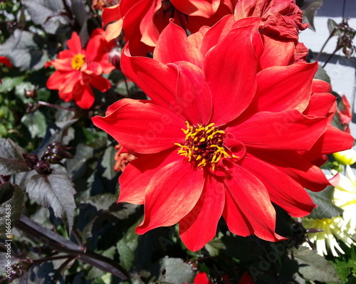 Red Dahlia with Yellow Stamen