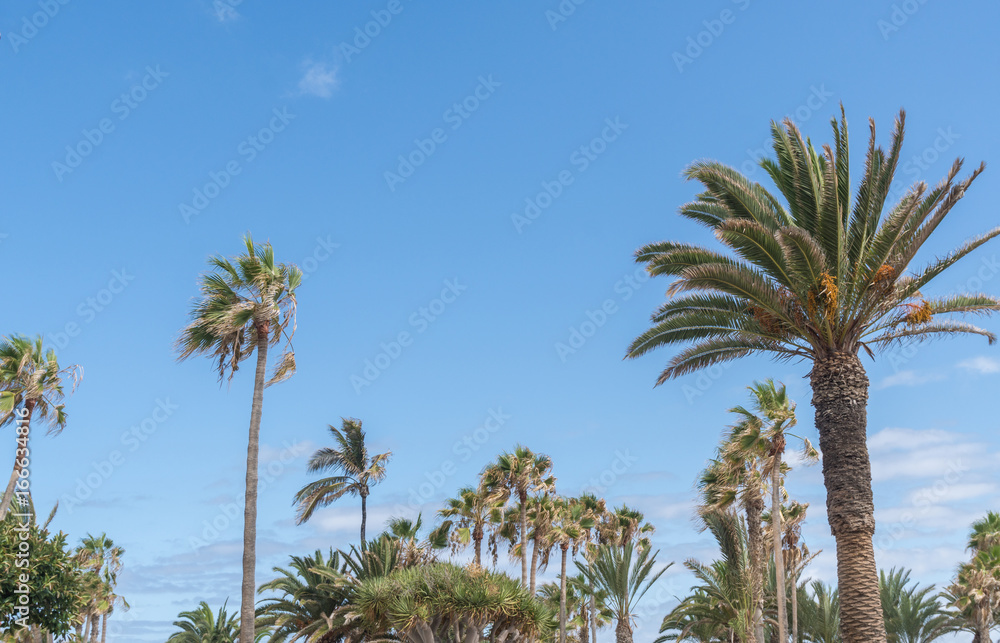 Palmen vor blauem Himmel