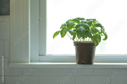 Basil Plant by kitchn window
