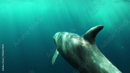 Pod of bottlenose dolphins near surface, underwater POV