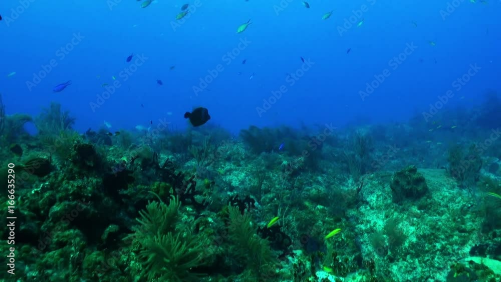 Underwater POV, Atlantic Ocean reef Underwater POV, Atlantic Ocean reef