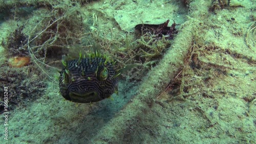 Colorful pufferfish in Atlantic ocean, POV