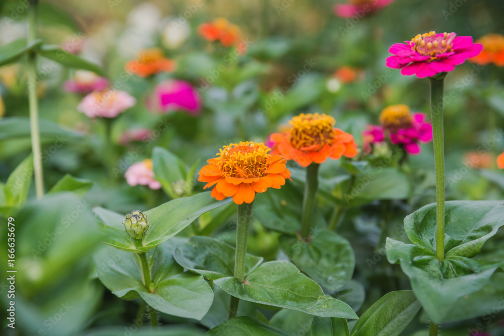 Flowers on a bed. Red, orange flowers in a garden. Flowers on a bed. Red, orange flowers in a garden.