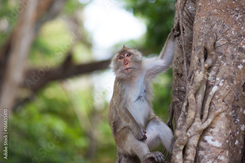 monkey on tree in jungle © ozerkina