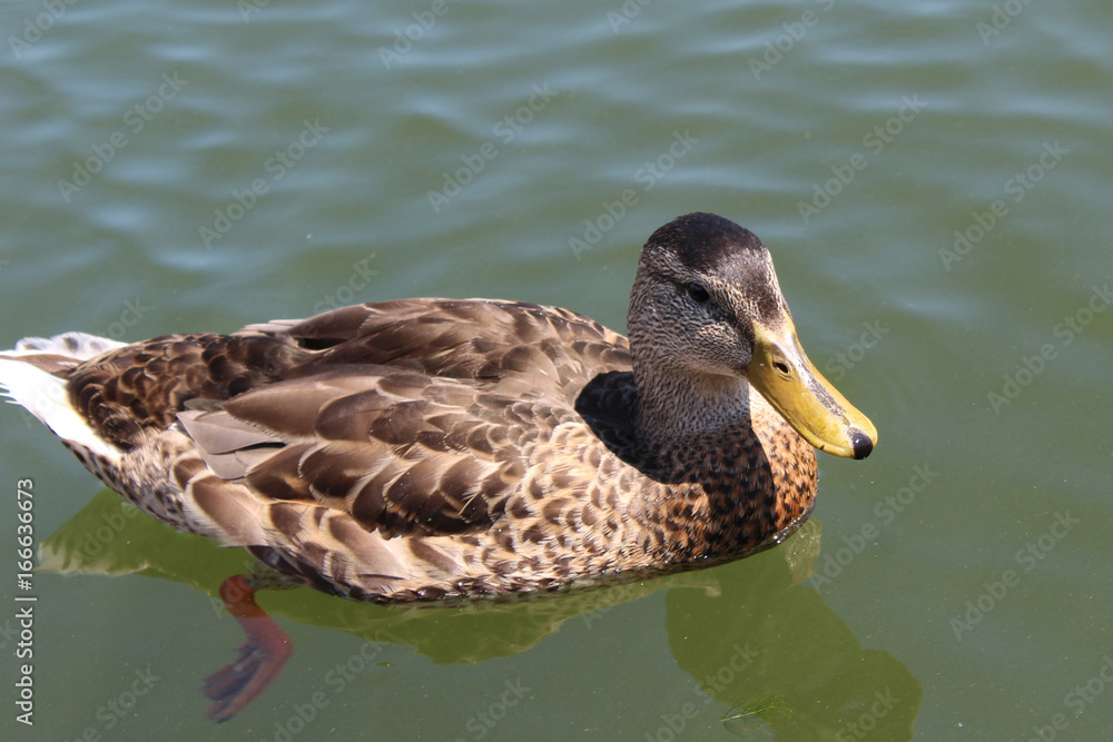 Fototapeta premium Mallard on the lake
