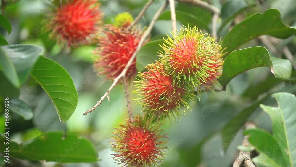 Rambutan farm, rambutan fruits on tree Rambutan farm, rambutan fruits on tree