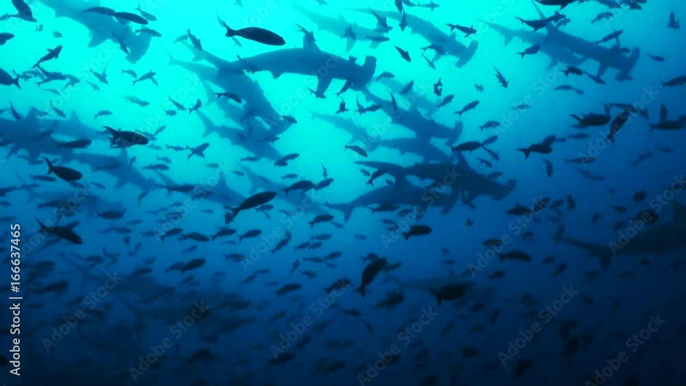 Low angle POV, hammerheads swim over school of fish Low angle POV, hammerheads swim over school of fish