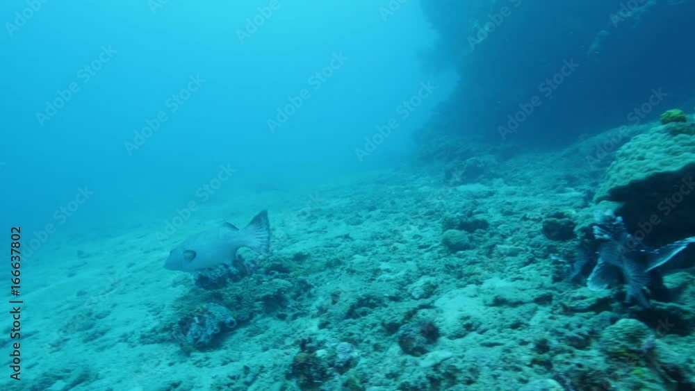 Lone fish navigates through ocean floor, POV Lone fish navigates through ocean floor, POV