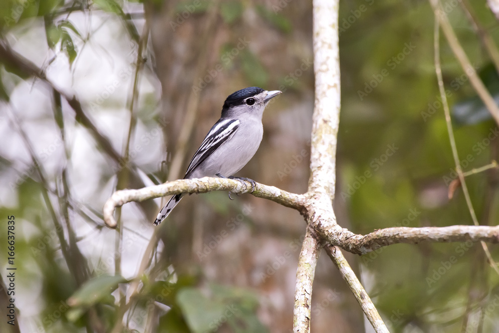 Black-capped Becard Black-capped Becard