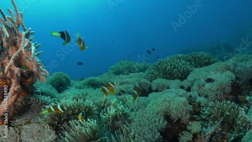 Wallpaper Mural Close up, group of Clown fish swim in deep ocean Torontodigital.ca